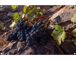 Druiven tuinposter - Fruit poster - Tuinposter Bladeren - Balkon decoratie - Tuinaccessoires - Poster tuinposter 60x40 cm