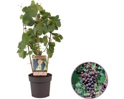 Druivenplant (blauw), Vitis Boskoop Glory op rek, hoogte 60 - 70 cm, zelfbestuivend, winterhard