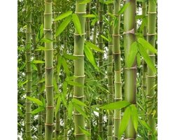 DUBBELBREED BAMBOE BOS BEHANG J41514