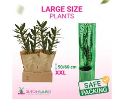 Dutch Bulbs Orchidee plant - Bambus Dendrobium Nobile - Purple Passion - Kamerplant voor binnen - 2 stuks - Geel - Binnenplant