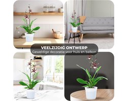 Dutch Bulbs Orchidee plant - Beallara Eurostar - Kamerplant voor binnen - 1 stuk - Geel - Binnenplant