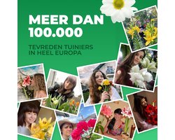Dutch Bulbs Orchidee plant - Cambria - Kamerplant voor binnen - 3 stuks - Geel, Bruin & Roze - Binnenplant