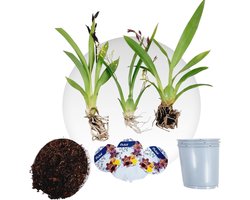 Dutch Bulbs Orchidee plant - Mini - Kamerplant voor binnen - 3 stuks - Geel, Bruin & Roze - Binnenplant