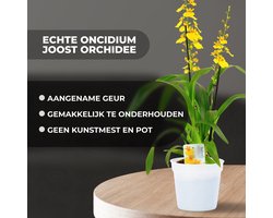 Dutch Bulbs Orchidee plant - Oncidium Joost - Kamerplant voor binnen - 2 stuks - Geel - Binnenplant