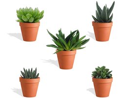 DutchLeafs Haworthia Mix Mini Vetplanten in Terracotta Bloempot - 5 Stuks - Kwekerspot 5,5 cm - Hoogte 8-15 cm - Mini Plantjes - Succulenten - Kamerplanten