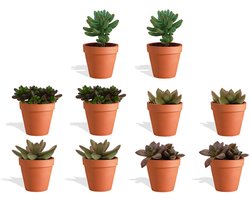 DutchLeafs Sedum Mix Mini Vetplanten in Terracotta Bloempot - 10 Stuks - Kwekerspot 5,5 cm - Hoogte 8-15 cm - Mini Succulenten - Kamerplanten
