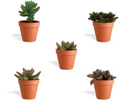 DutchLeafs Sedum Mix Mini Vetplanten in Terracotta Bloempot - 5 Stuks - Kwekerspot 5,5 cm - Hoogte 8-15 cm - Mini Plantjes - Succulenten - Kamerplanten