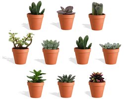 DutchLeafs Vetplanten Mix in Terracotta Bloempot - 10 Stuks - Kwekerspot 5,5 cm - Hoogte 8-15 cm - Mini Succulenten - Kamerplanten