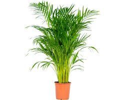 Dypsis Lutescens - Goudpalm - Areca - Palm - Kamerplanten - Luchtzuiverend - Diervriendelijk - 100-110 cm Hoog - Pot 21 cm