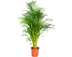 Dypsis Lutescens - Goudpalm - Areca - Palm - Kamerplanten - Luchtzuiverend - Diervriendelijk - 130-150 cm Hoog - Pot 24 cm