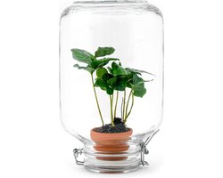 Easyplant - DIY Planten terrarium - Weckpot - Ecosysteem plant - Ø 18 cm ↑ 28 cm