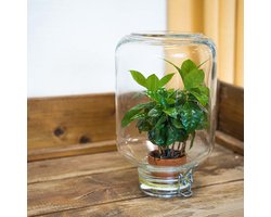 Easyplant - Fido planten terrarium pot - DIY kit - Ecosysteem plant - Ø 18 cm ↑ 28 cm