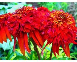 Echinacea Planten - Zomerbloeiers Tuinplanten - Tuin Decoratie - Hertbestendig - 100 Stuks - Rood