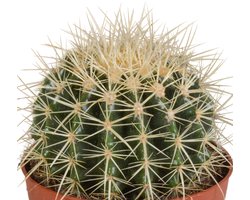 Echinocactus grusonii 12 cm cactus, kamerplant, sierplant, bloempot, balkonplant
