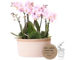 Echte Blikvanger, Licht Roze Orchideën Andorra Plantenset in Katoenen Mand, KadoTip, Vlinder Orchidee,