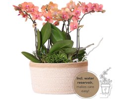 Echte Blikvanger, Oranje Orchideën Bolzano Plantenset in Katoenen Mand, KadoTip, Vlinder Orchidee,