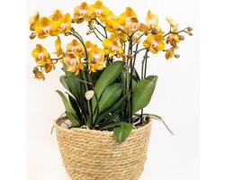 Echte Blikvanger, Oranje Orchideën Plantenset in Katoenen Mand, KadoTip, Vlinder Orchidee,