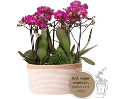 Echte Blikvanger, Paarse Orchideën Morelia Plantenset in Katoenen Mand, KadoTip, Vlinder Orchidee,