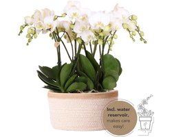 Echte Blikvanger, Witte Orchideën Ghent, Plantenset in Katoenen Mand, KadoTip, Vlinder Orchidee,