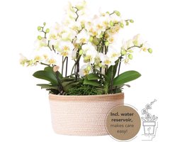 Echte Blikvanger, Witte Orchideën Plantenset in Katoenen Mand, KadoTip, Vlinder Orchidee,