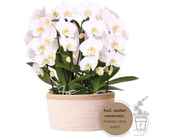 Echte Blikvanger, Witte Orchideën Plantenset in Katoenen Mand, KadoTip, Vlinder Orchidee,