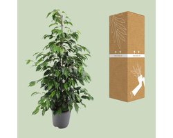 Echte Kamerplant - Ficus benjamina Danielle - Hoogte 100-110cm - Pot 21cm - Luchtzuiverend en Onderhoudsarm