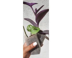 Ecologische kweekpotjes | Ø5x13cm | 10 stuks | stekken | kweken | zaaien | groeien | stekzakje | kweekzakje | turfpotjes | groeibakjes | stekzakjes | zaaipotjes | kweekzakjes