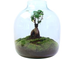 Ecosysteem Bonsai Oasis - Grote pot