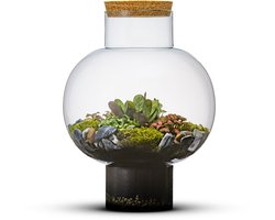 Ecosysteem Laura - kant en klaar geleverd - gesloten Terrarium - groenplanten - The Green Bottle Garden