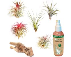 Ecoworld Tillandsia Luchtplantjes Mix - 5 stuks + decoratief hout