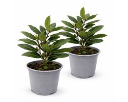 Eetbare Laurier Plant – 2 stuks - Laurus Nobilis – Keukenlaurier – Groenblijvend – Kruidenplant – Voor Tuin, Balkon en Terras