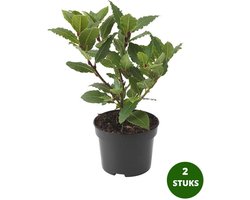 Eetbare Laurier Plant – Laurus Nobilis – 2 Stuks – Keukenlaurier – Winterhard – Groenblijvend – Kruidenplant voor Tuin en Balkon