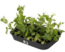 Elho Green Basics Kweektray 36 - Binnen en Buiten - Kweken en Oogsten - Ø 36.0 x H 6.3 cm - Living black