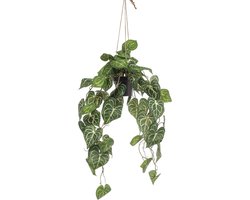 Emerald - Kunst Hangplant in pot Anthurium 80cm - Kunstplant voor binnen