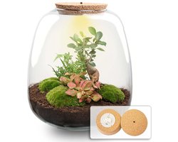Emma - Bonsai Red - Planten Terrarium met licht - DIY kit - Ecosysteem plant - Ø 23 cm ↑ 25 cm