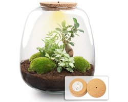 Emma - Bonsai White - Planten Terrarium met licht - DIY kit - Ecosysteem plant - Ø 23 cm ↑ 25 cm