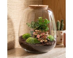 Emma - Coffea Red - Planten Terrarium met licht - DIY kit - Ecosysteem plant - Ø 23 cm ↑ 25 cm