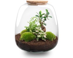 Emma - DIY Planten terrarium - Ecosysteem plant - Ø 23 cm ↑ 25 cm