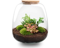 Emma - Hedera Pink - Planten Terrarium met licht - DIY kit - Ecosysteem plant - Ø 23 cm ↑ 25 cm