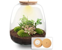Emma - Hedera Red - Planten Terrarium met licht - DIY kit - Ecosysteem plant - Ø 23 cm ↑ 25 cm