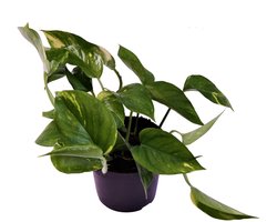 Epipremnum pinnatum 'Aureum' - Hoogte 20cm - Pot 12cm