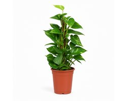 Epipremnum Pinnatum – Gouden Pothos – Kamerplant – Luchtzuiverend & Makkelijk te Verzorgen – Hoogte 60cm - Pot Ø15cm – Voor Woonkamer of Kantoor – Weinig Onderhoud – Plant