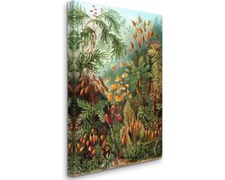 Ernst Haeckel - Vintage Forest, Mushroom Forest, Kunstformen der Natur, plate 72 Muscinae (1904) Oud Bos, Paddestoelen Bos, Kunstvormen der Natuur, plaat 72 Muscinae (1904) - 3:2