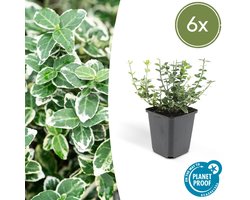 Euonymus 'Emerald 'n Gaity' P9 10/25 6x