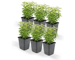 Euoynmus Émerald n Gold’ P9 10/25 6x