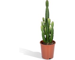 Euphorbia Acruensis - Ø24 - 60cm - Cactus