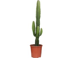 Euphorbia Acrurensis Cactus - 70 cm hoog - Woestijnachtige kamerplant Ø17cm