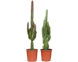 Euphorbia Green / Red – Set van 2 – 75 cm – Ø17 cm | Kleurrijke & Onderhoudsarme Kamerplanten