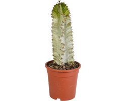 Euphorbia marmorata 17 cm