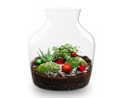 Evergreen - Kerstmis terrarium - Planten terrarium met kurk - DIY kit Christmas - Ø 17 cm ↑ 25 cm